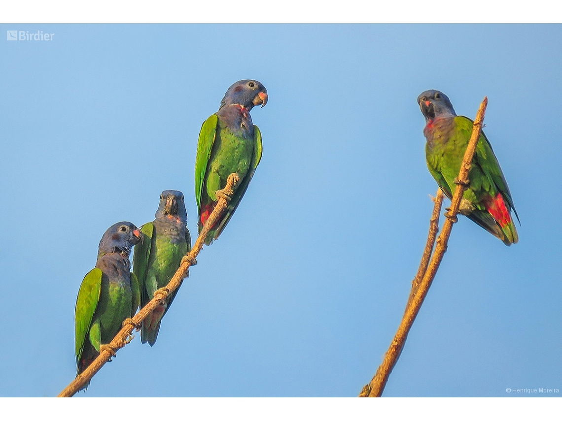 Pionus menstruus