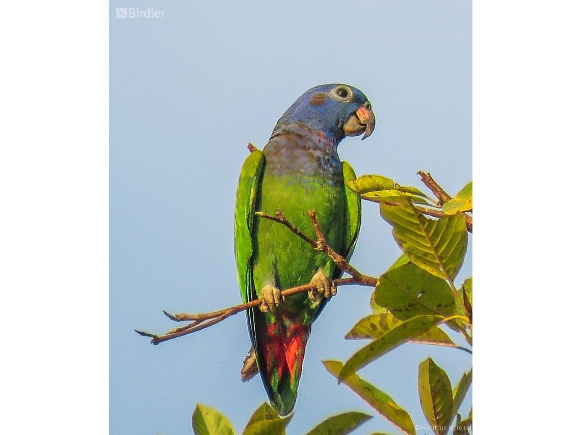 Pionus menstruus