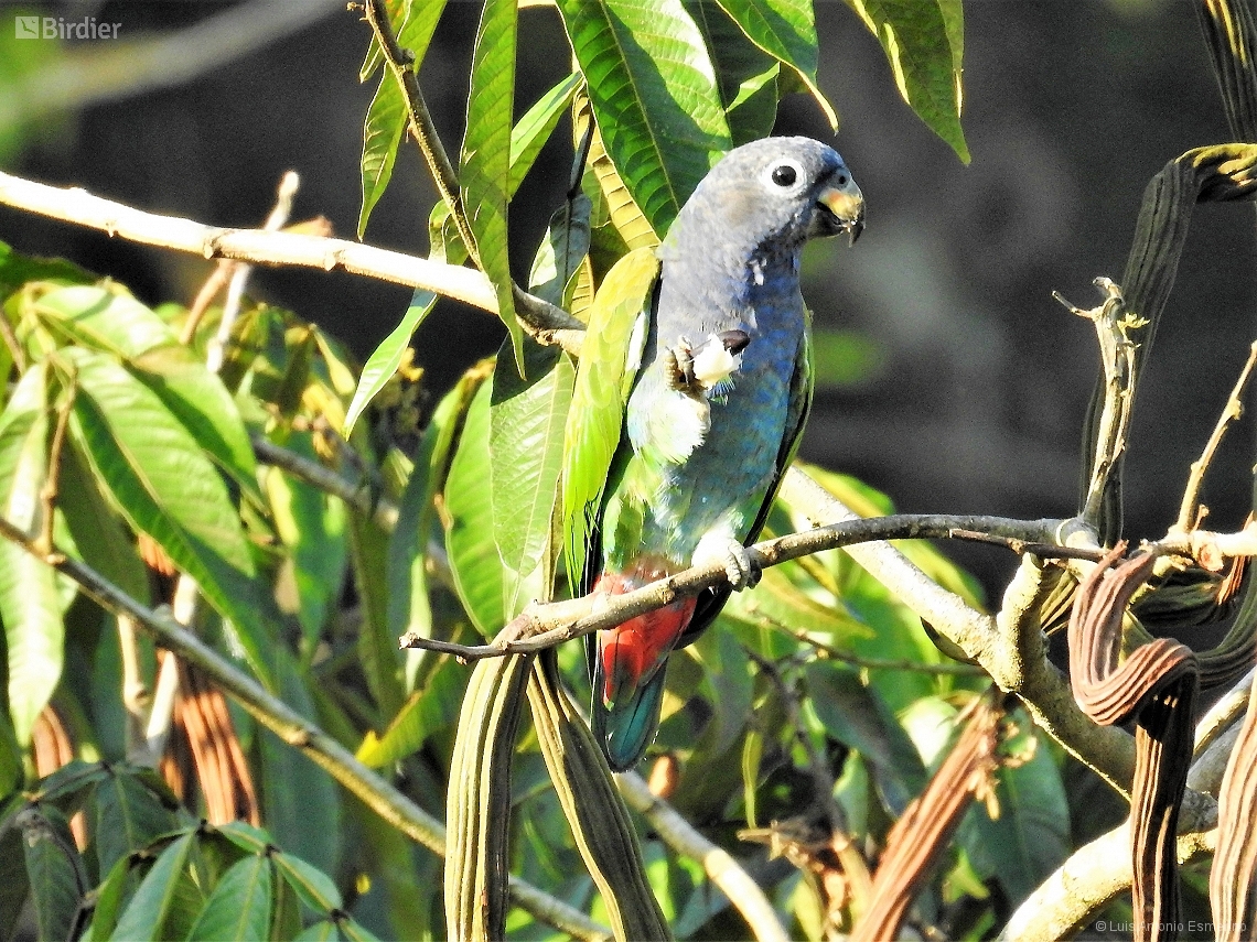 Pionus menstruus