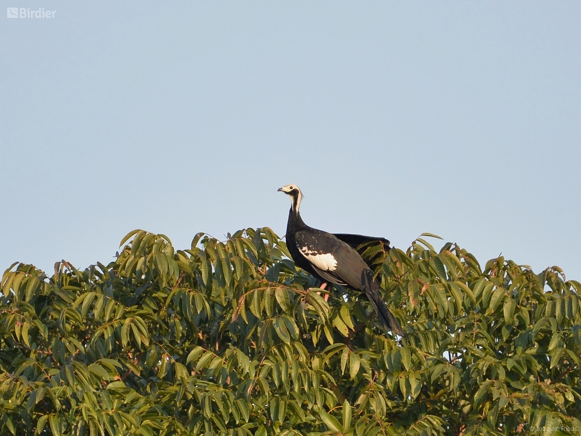 Pipile cumanensis