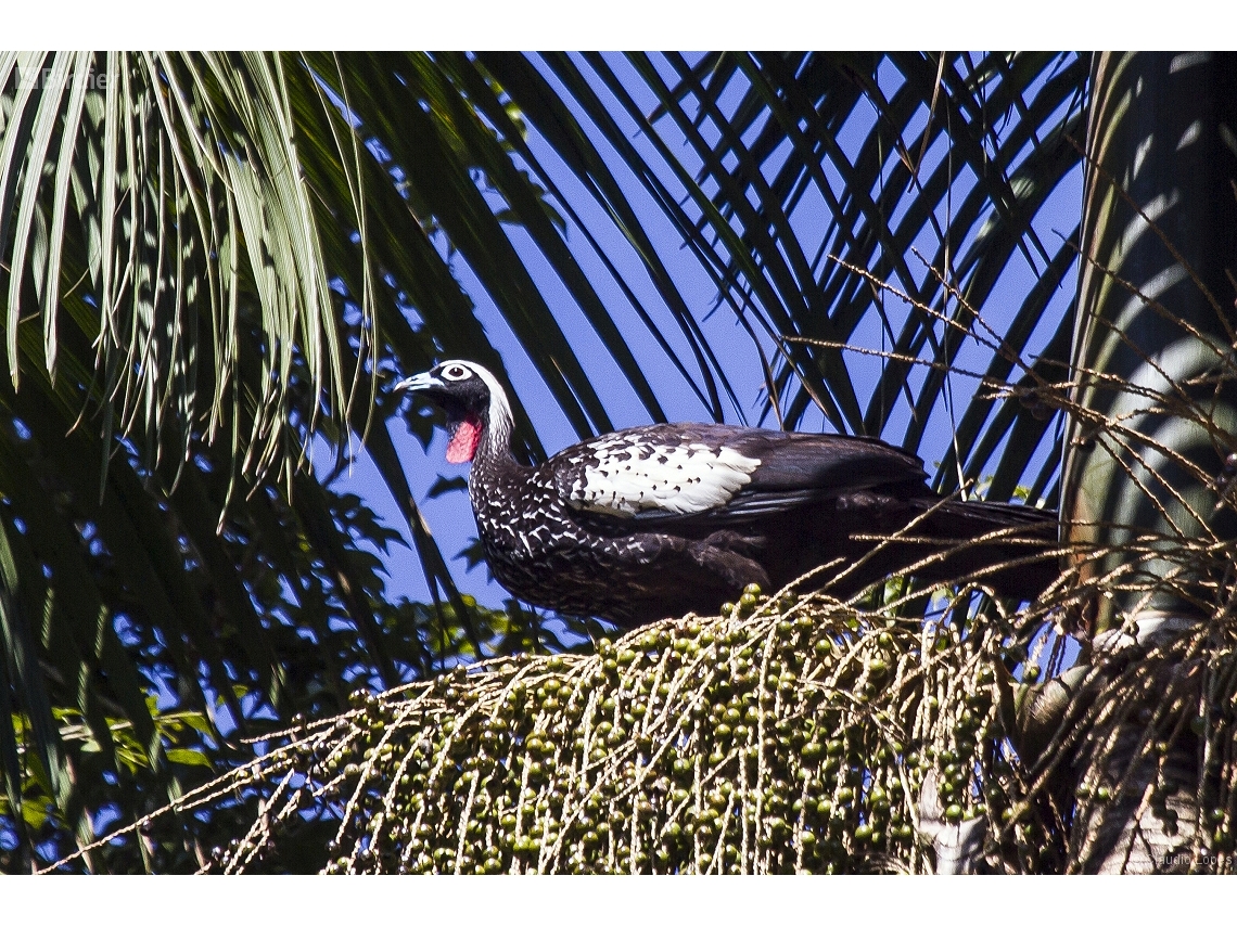 Pipile jacutinga