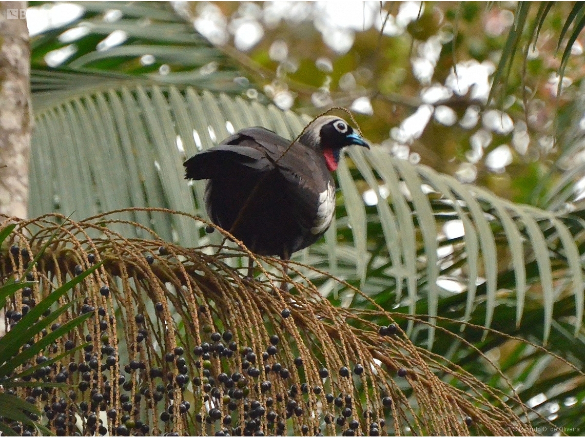 Pipile jacutinga