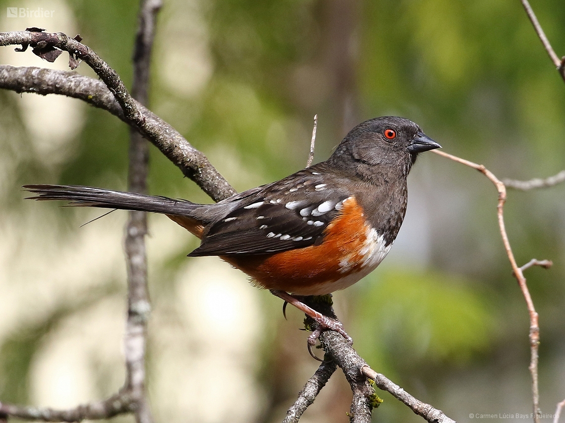 Pipilo maculatus