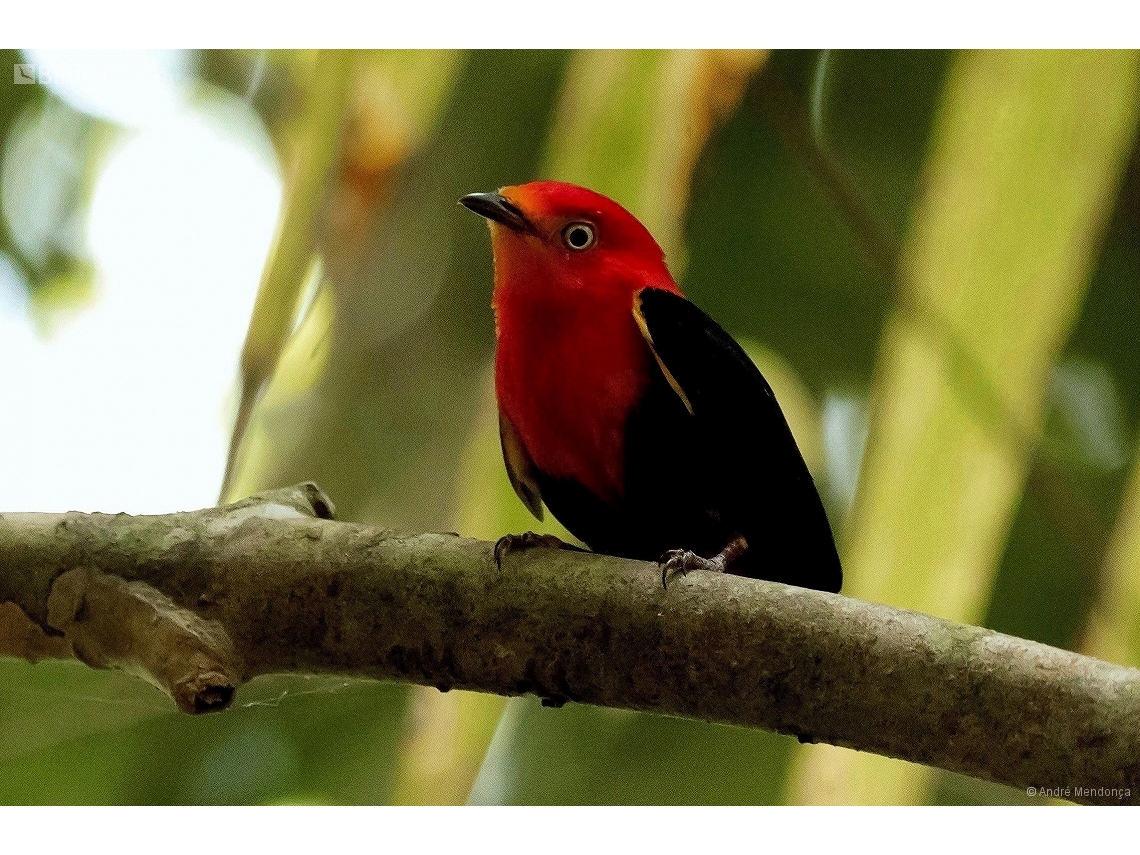 Pipra aureola