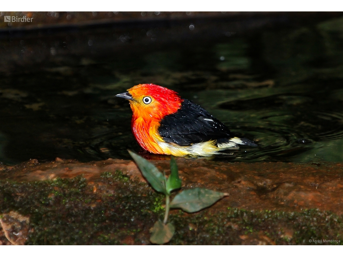 Pipra fasciicauda