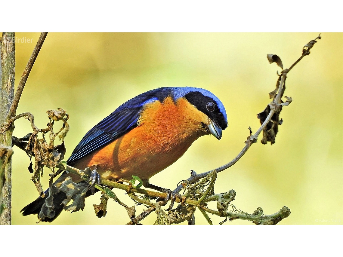 Pipraeidea melanonota