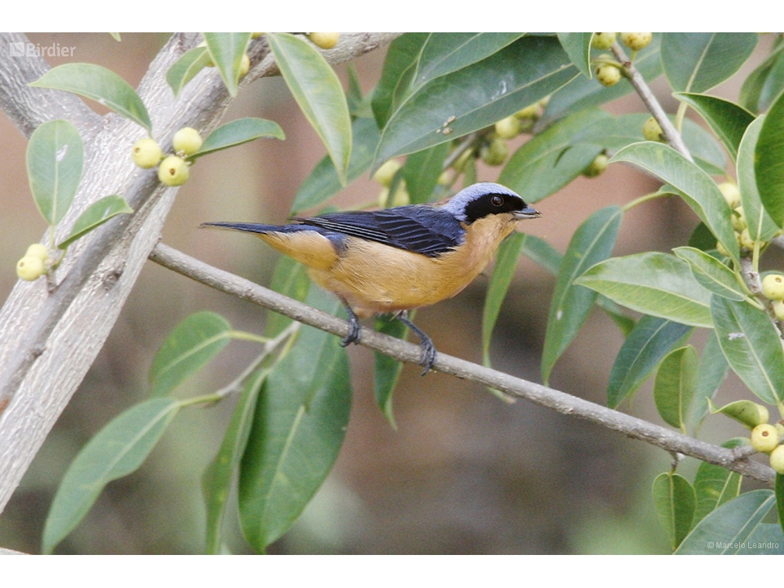 Pipraeidea melanonota