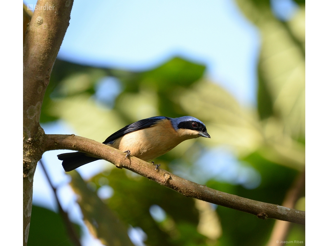Pipraeidea melanonota