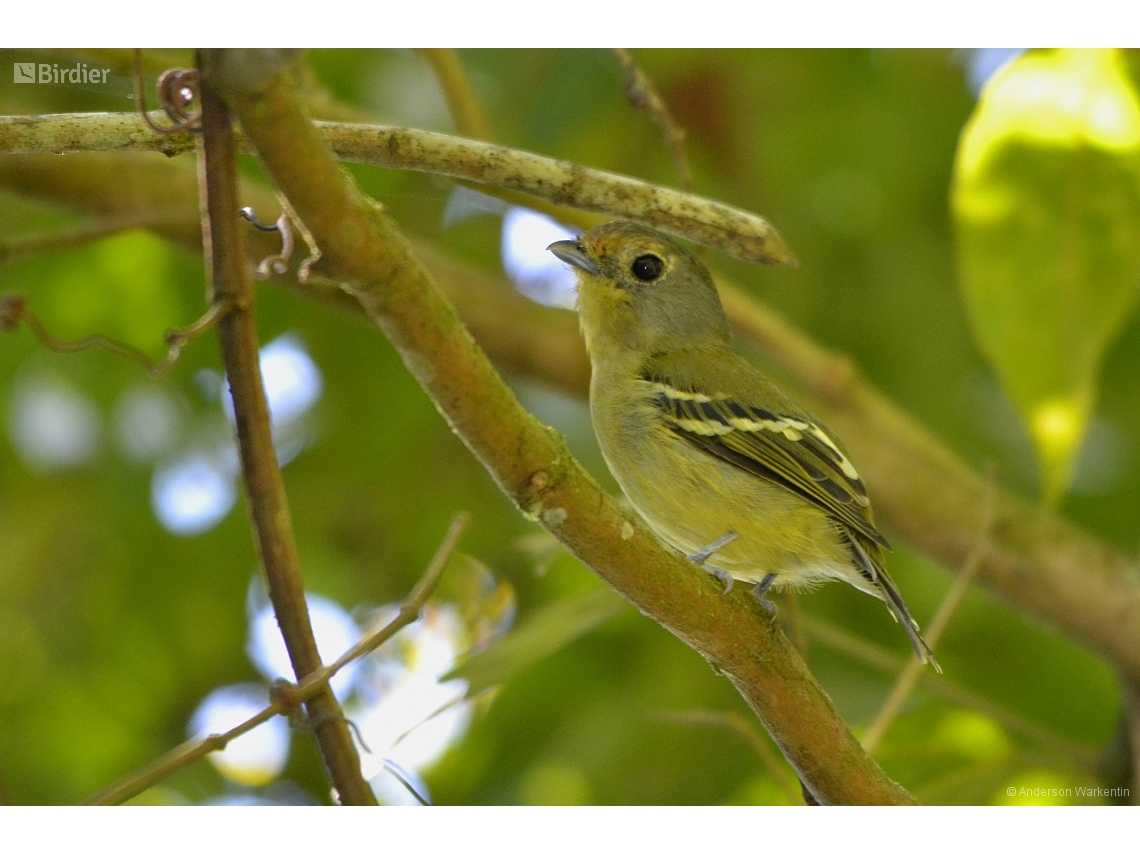 Piprites chloris