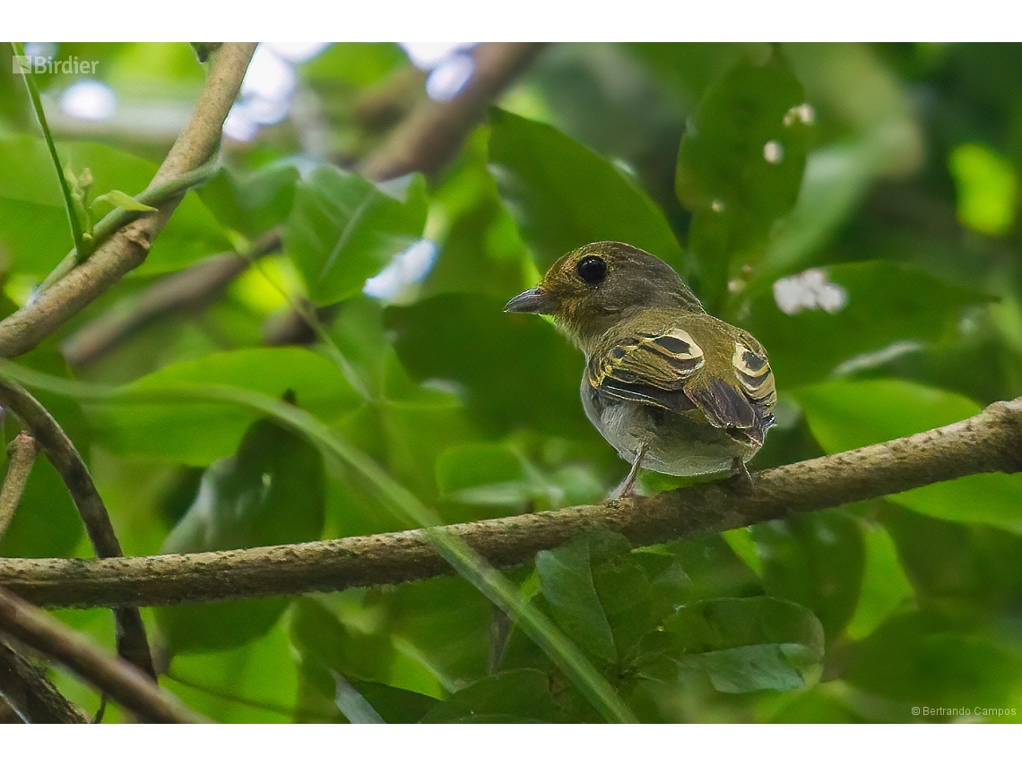 Piprites chloris