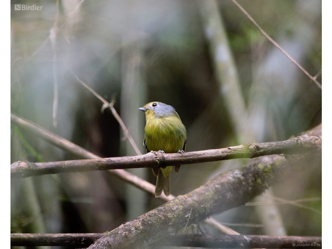 Piprites chloris