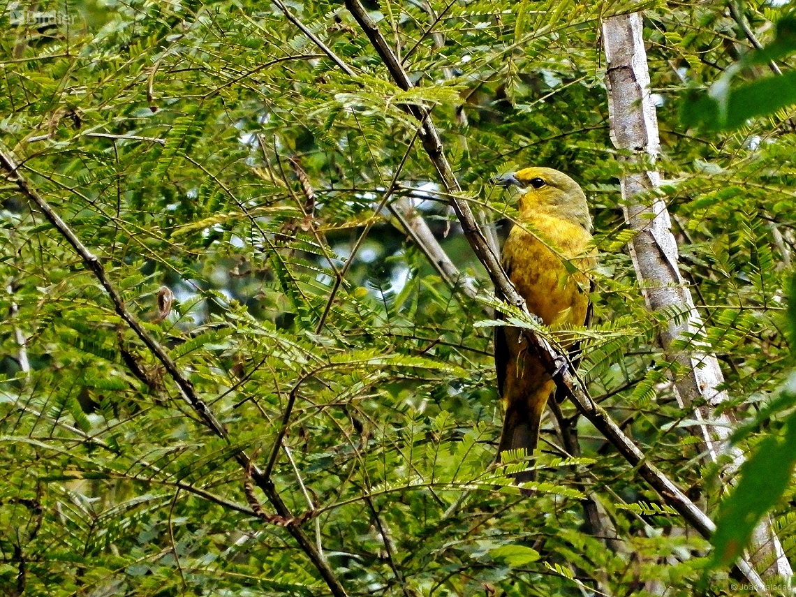 Piranga flava