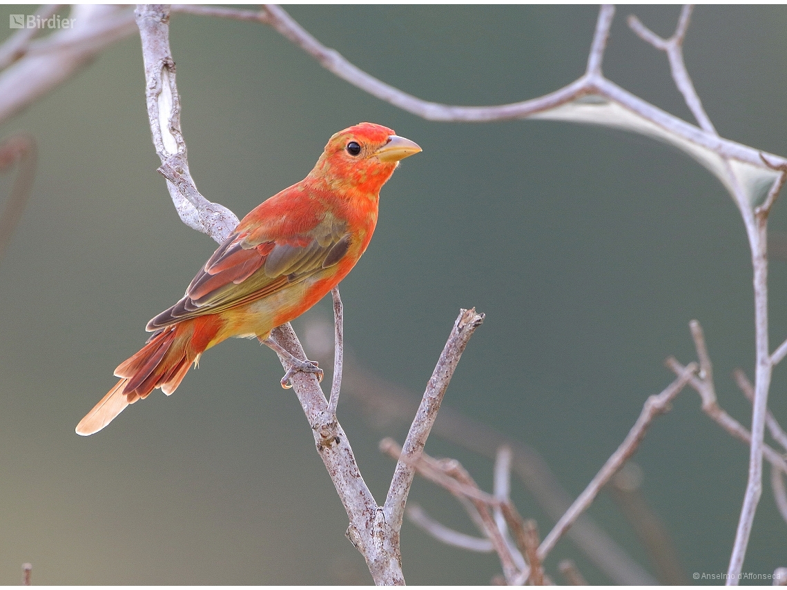 Piranga rubra