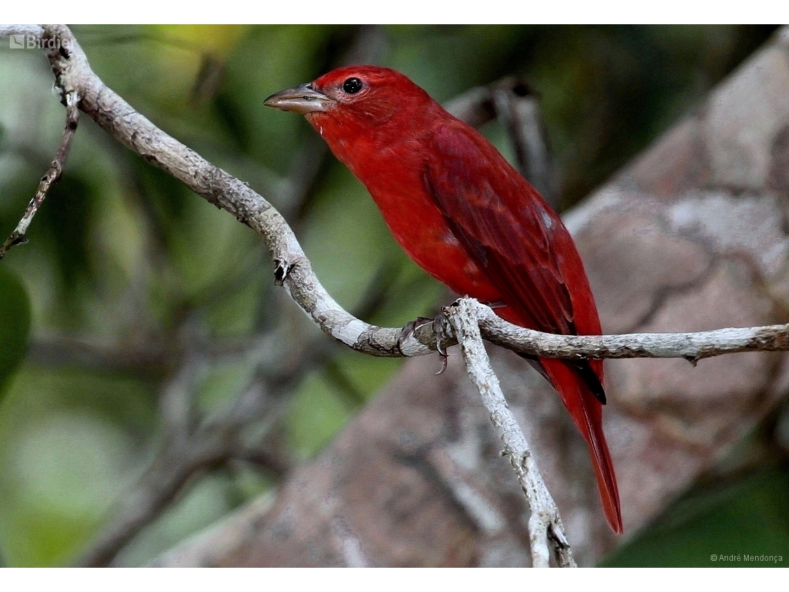 Piranga rubra