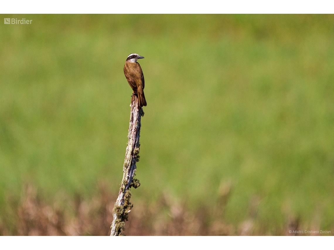 Pitangus sulphuratus