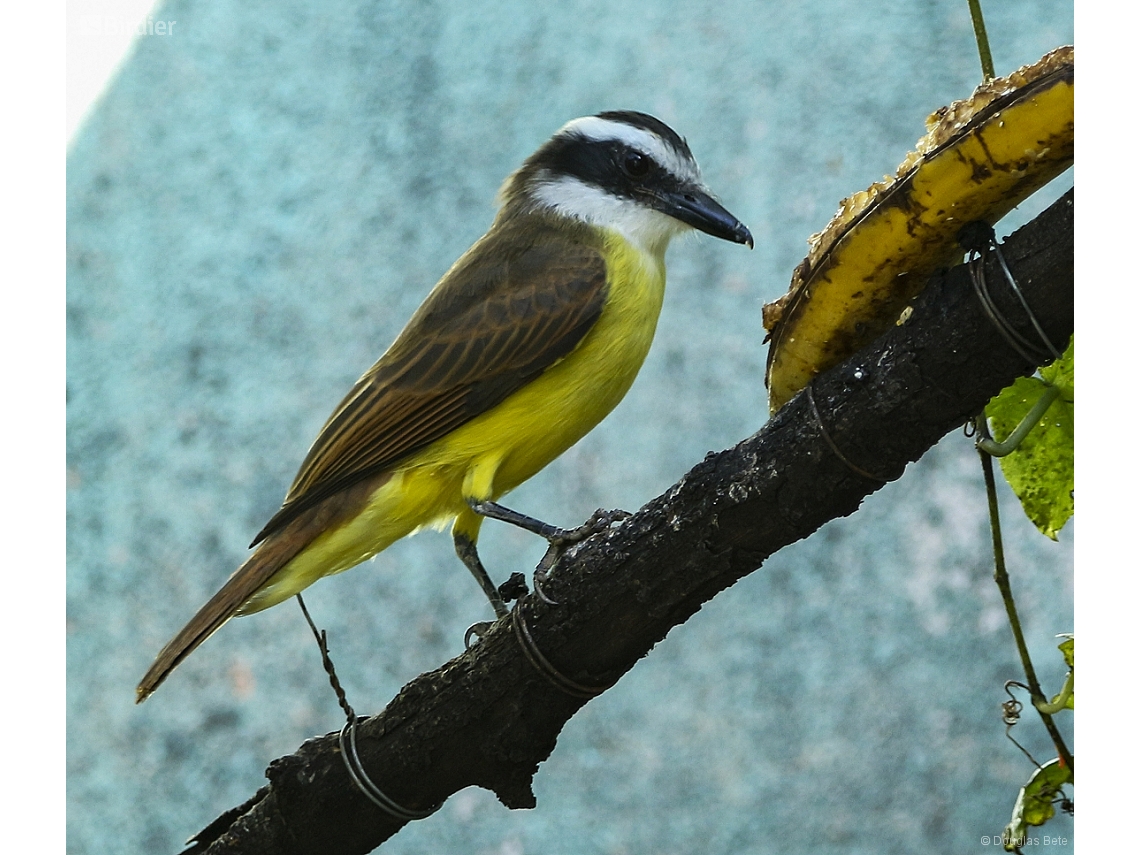 Pitangus sulphuratus