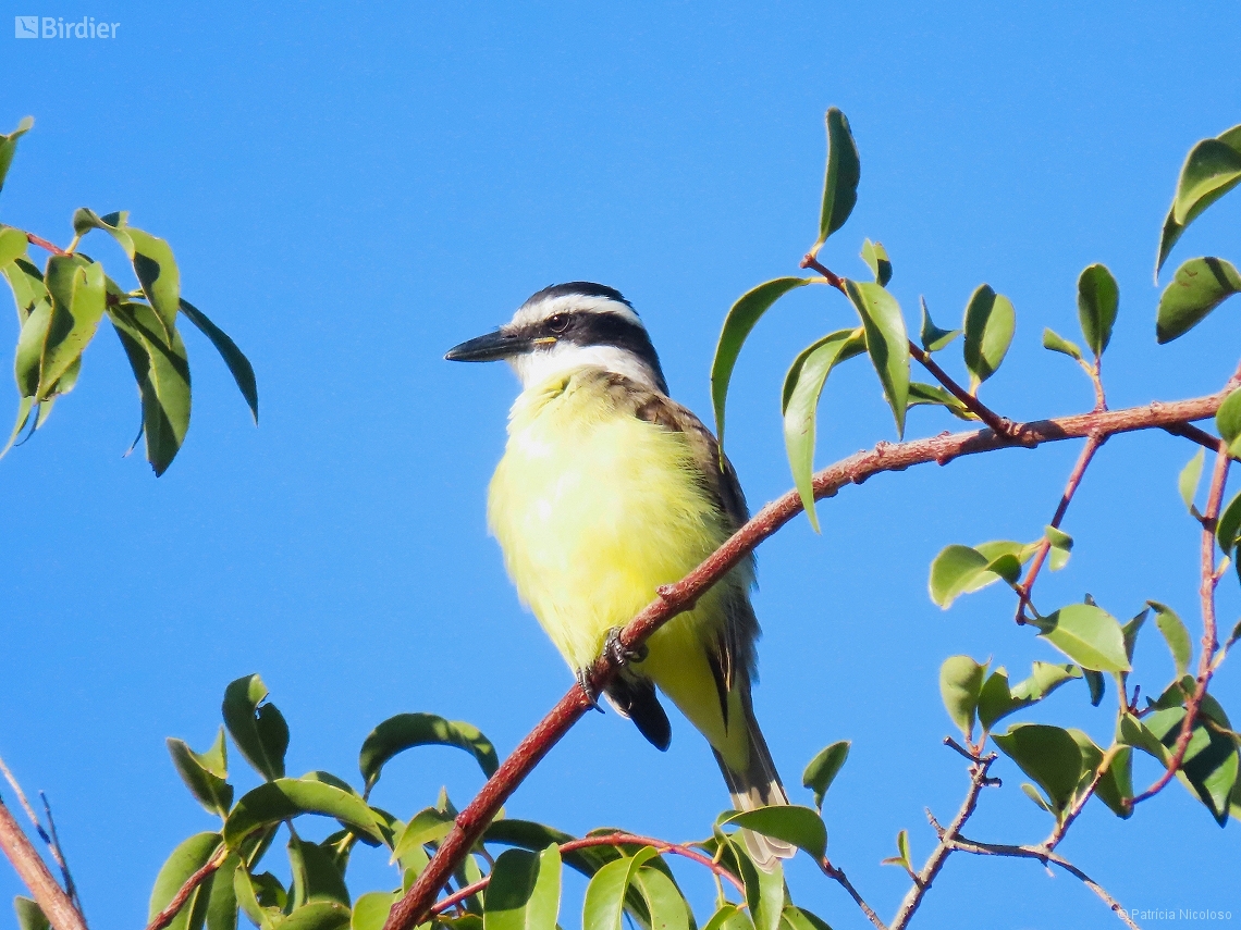 Pitangus sulphuratus