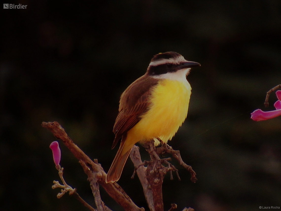 Pitangus sulphuratus