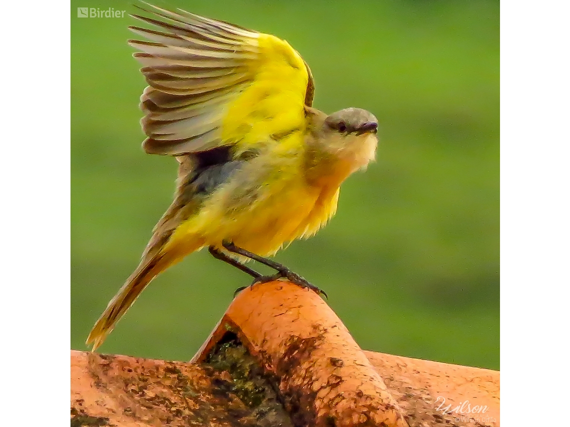 Machetornis rixosa