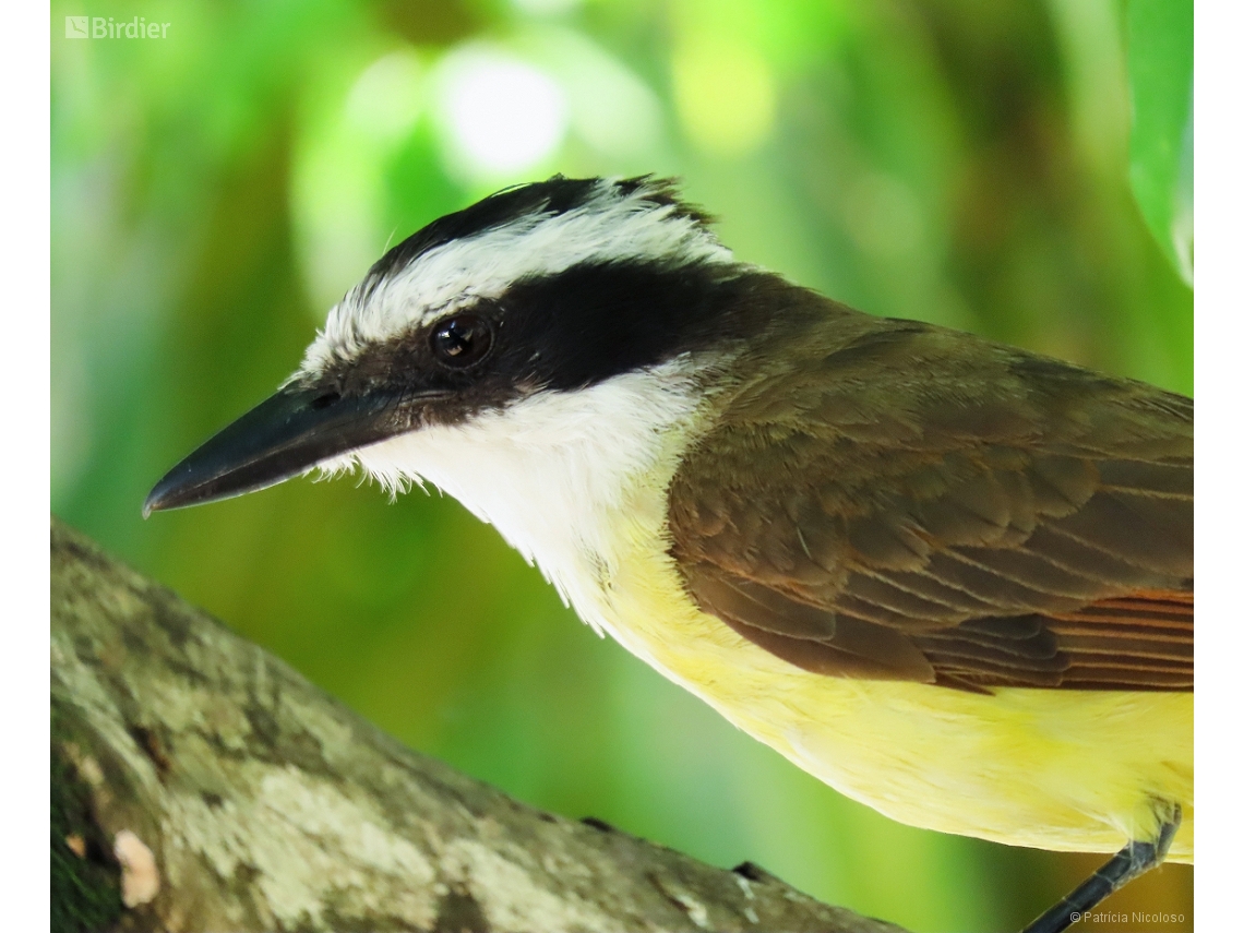 Pitangus sulphuratus