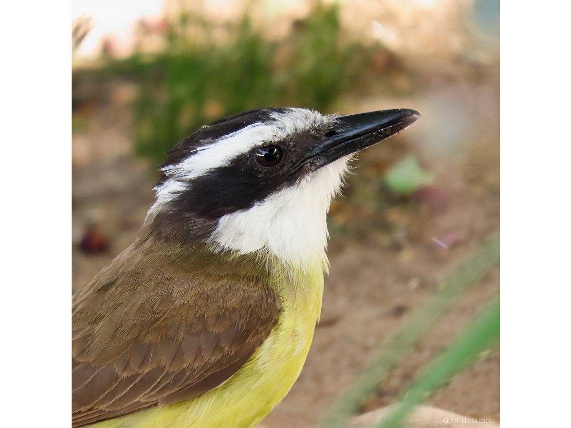 Pitangus sulphuratus