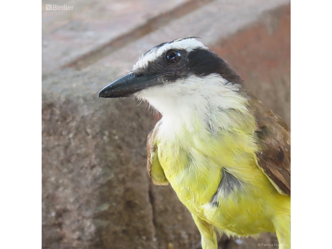 Pitangus sulphuratus