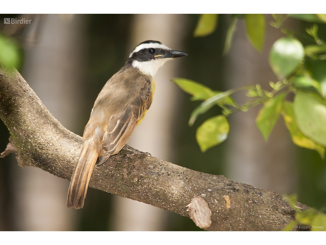 Pitangus sulphuratus