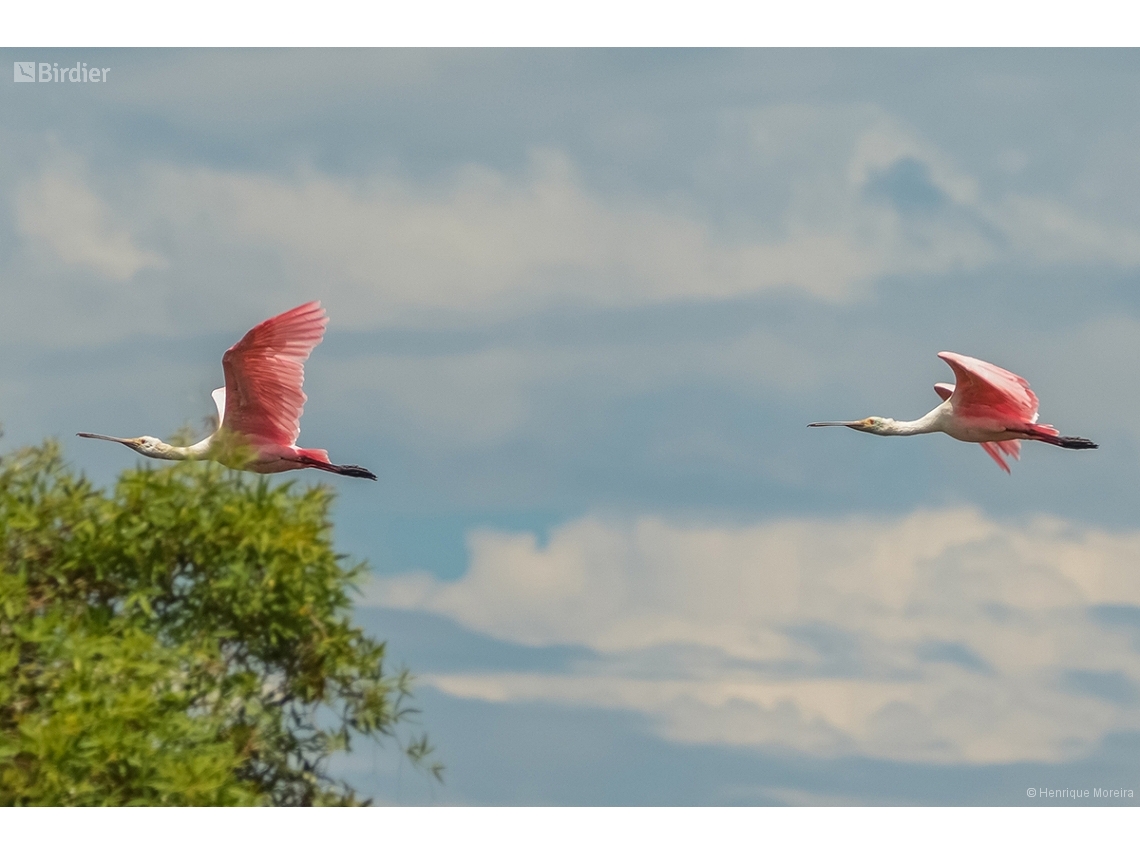 Platalea ajaja