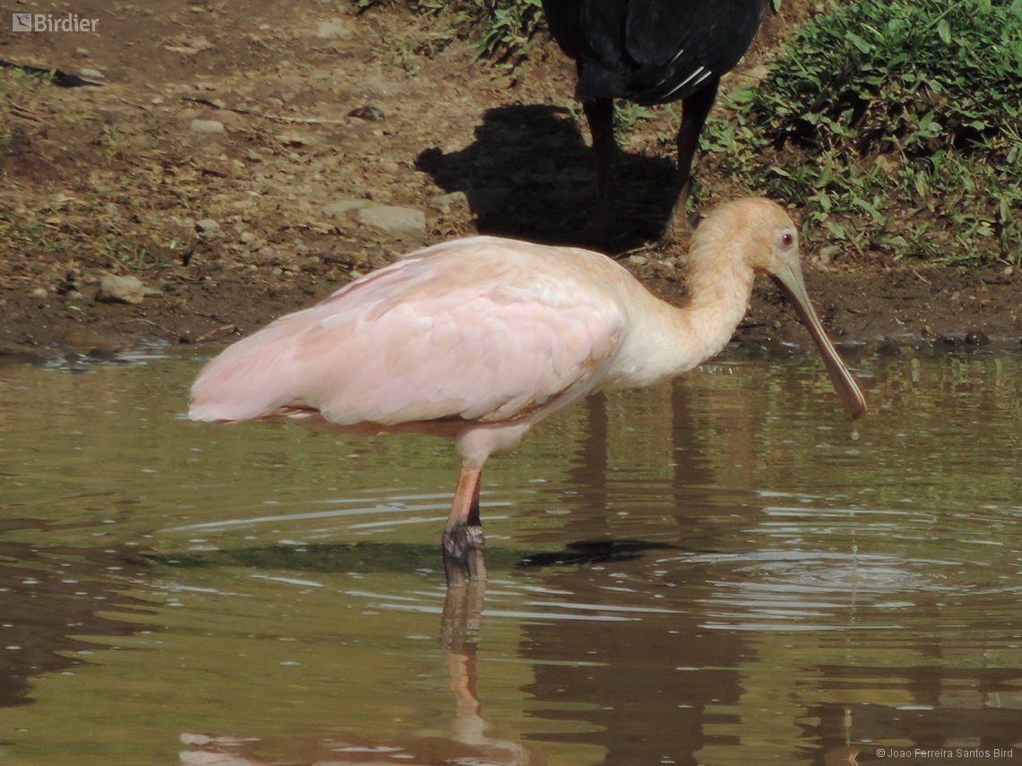 Platalea ajaja
