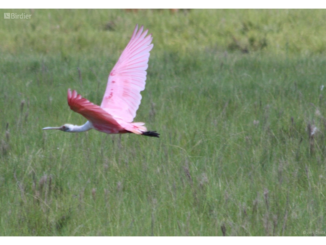 Platalea ajaja