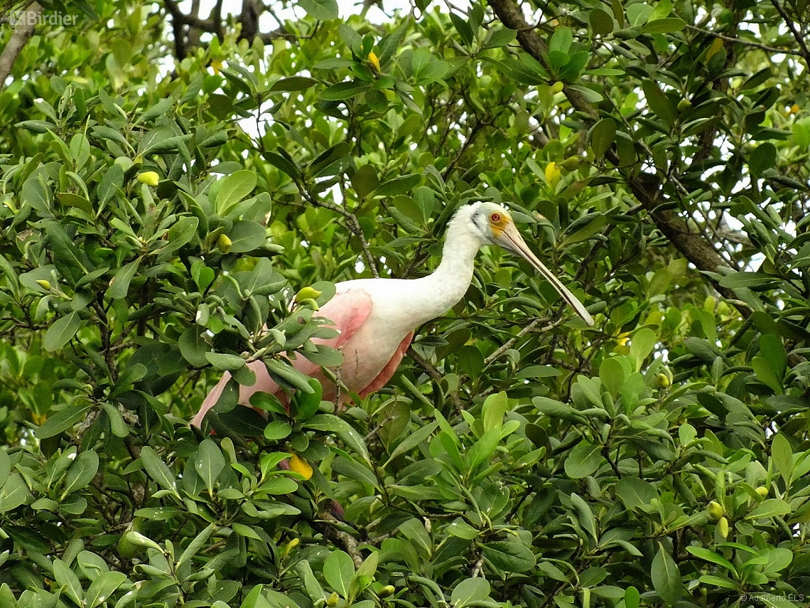 Platalea ajaja