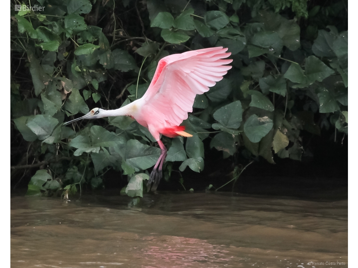 Platalea ajaja