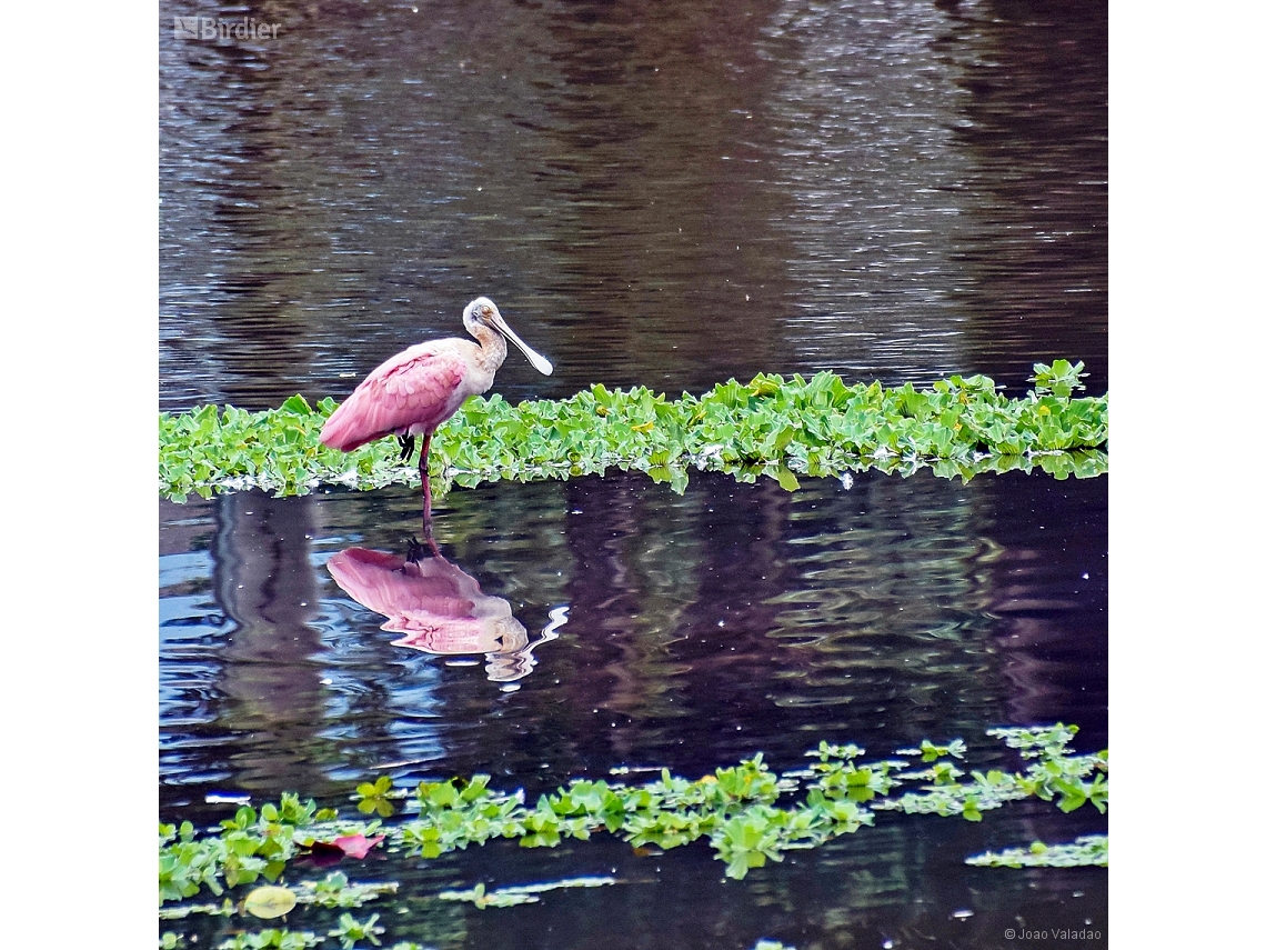 Platalea ajaja