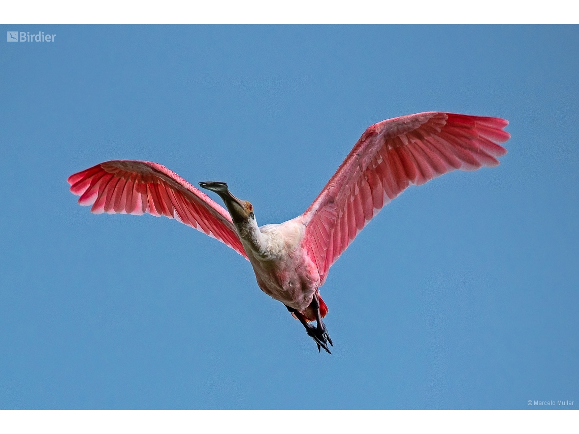 Platalea ajaja