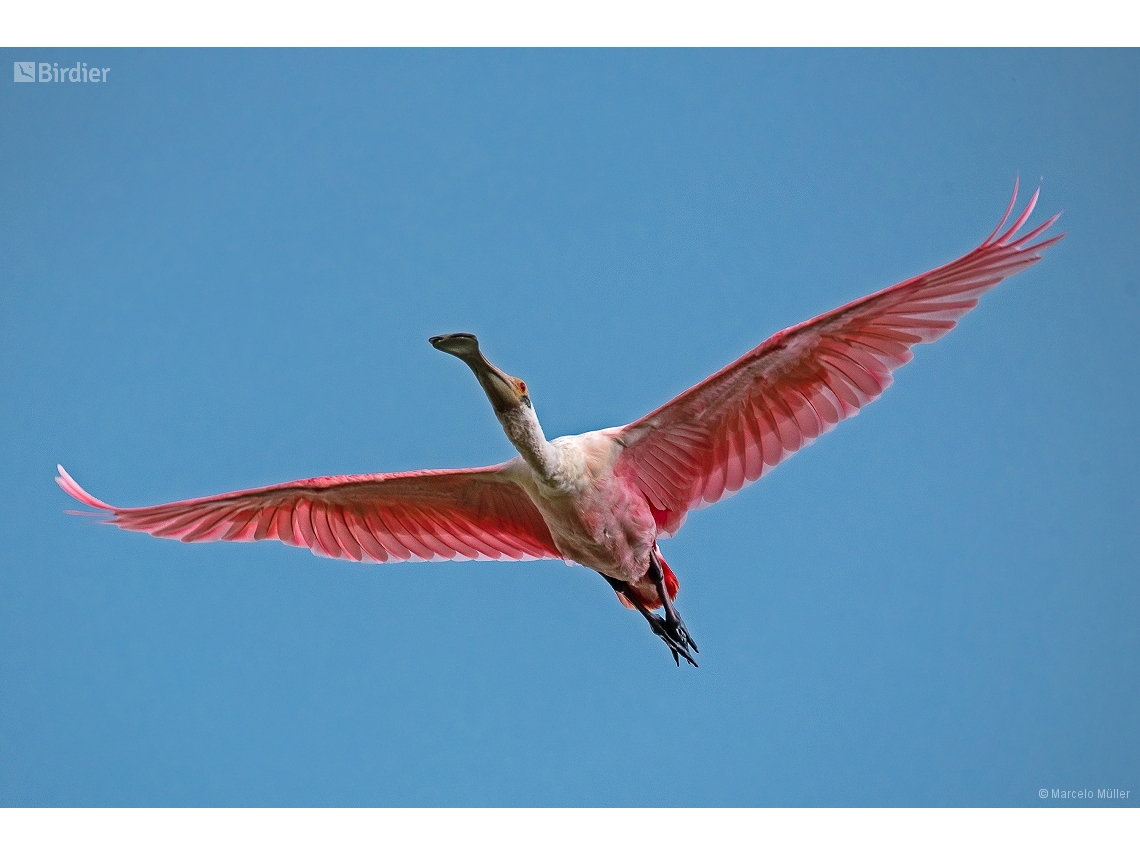 Platalea ajaja