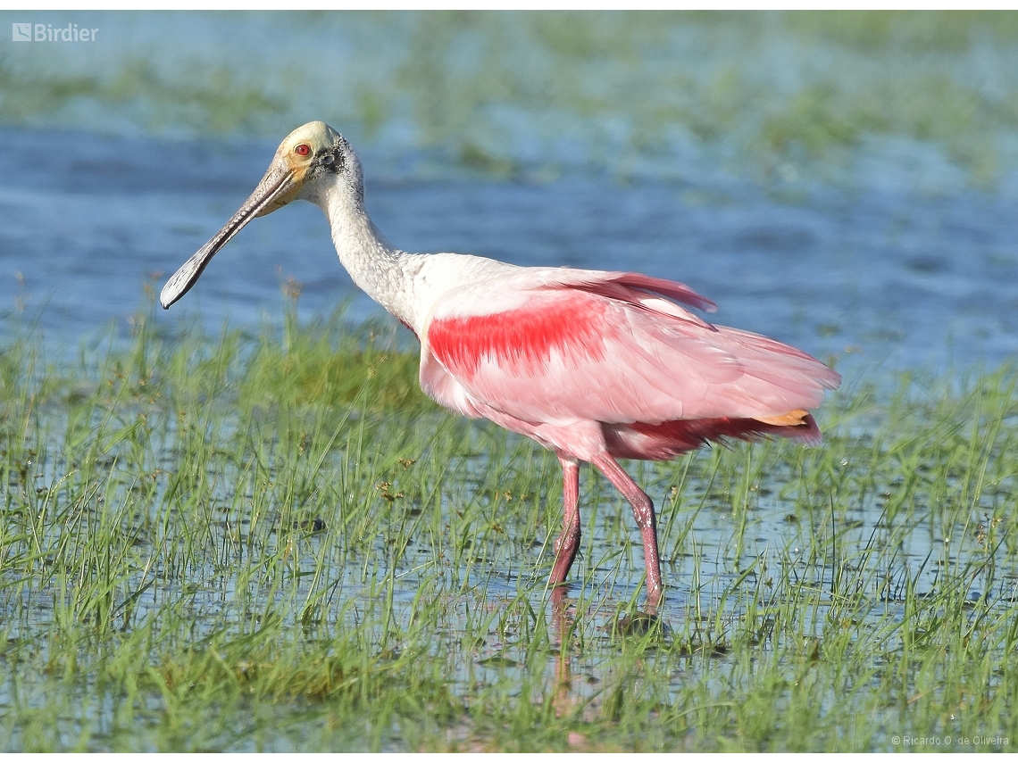 Platalea ajaja