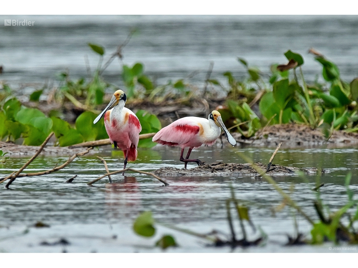 Platalea ajaja