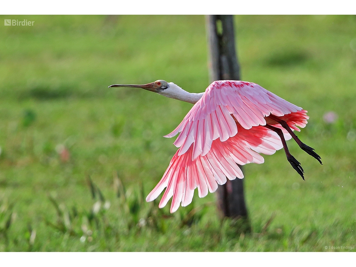 Platalea ajaja