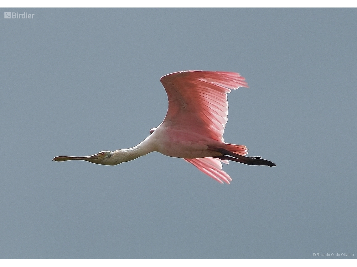 Platalea ajaja