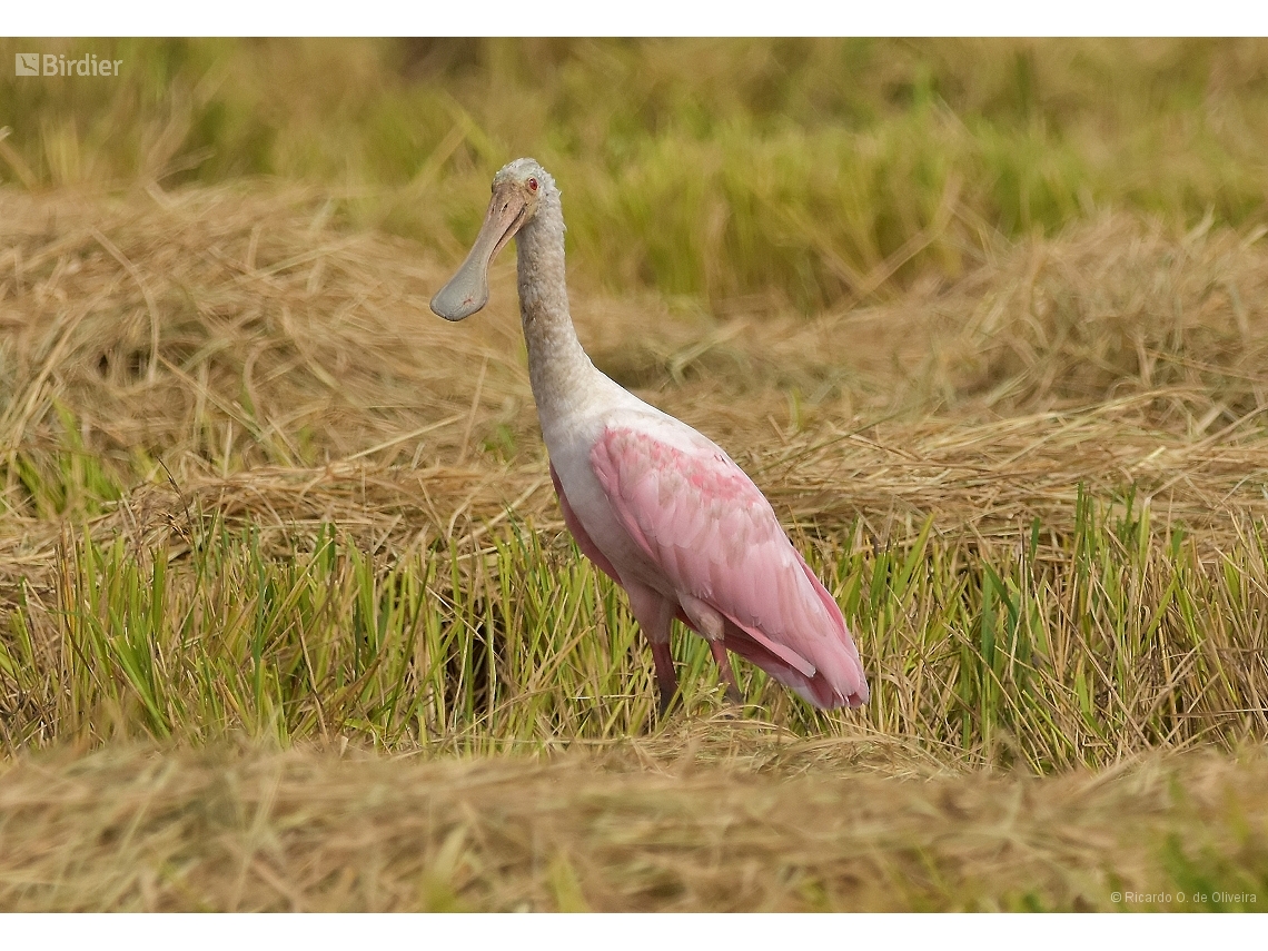 Platalea ajaja