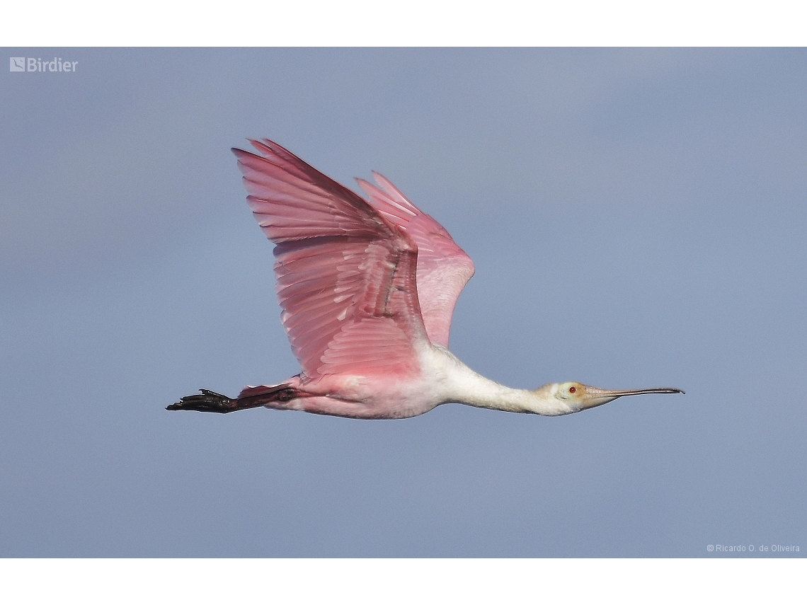 Platalea ajaja