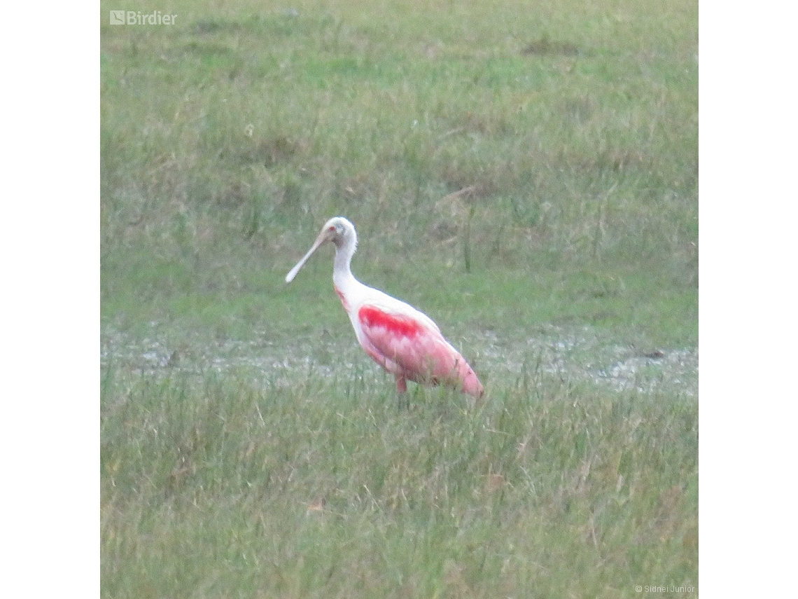 Platalea ajaja