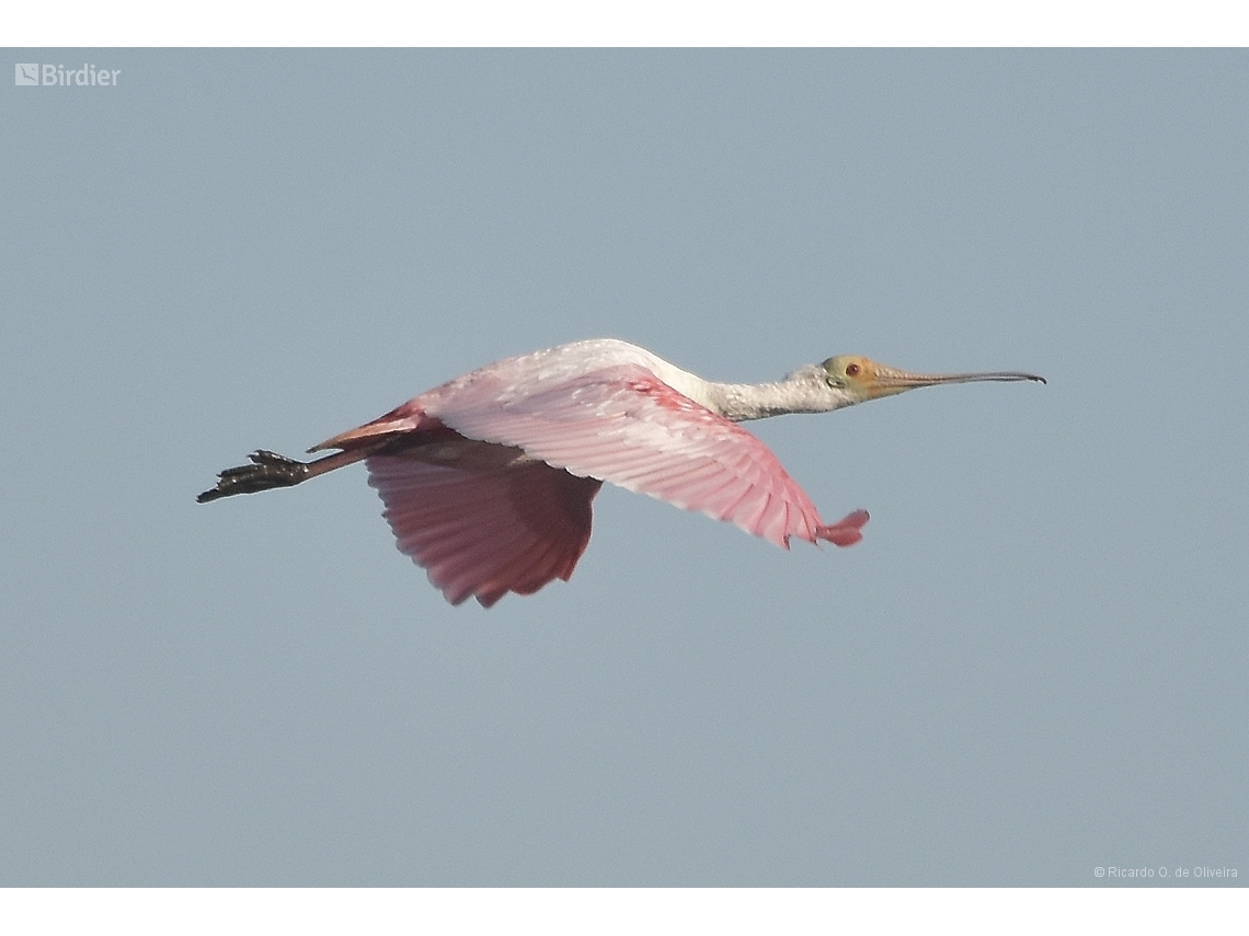 Platalea ajaja