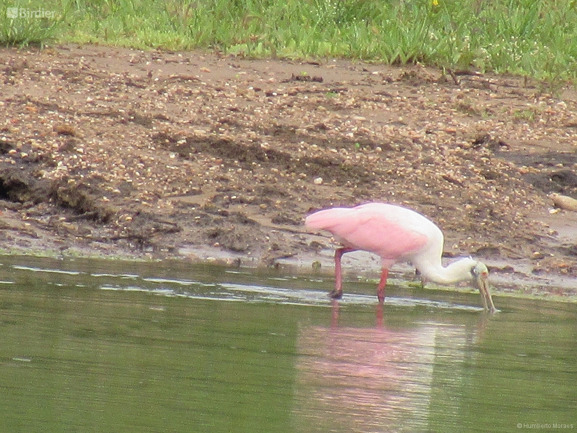 Platalea ajaja