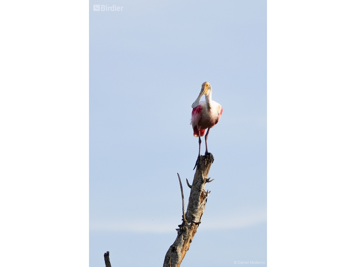 Platalea ajaja