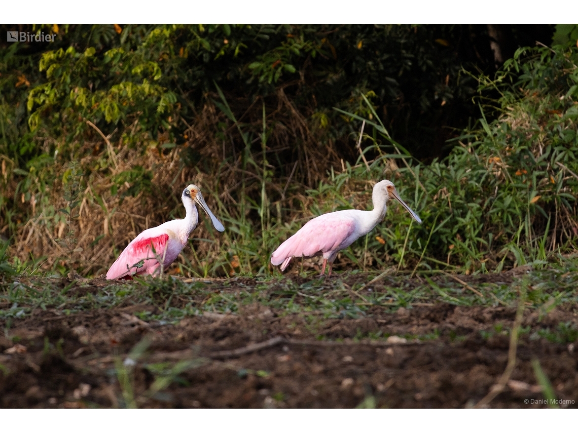 Platalea ajaja