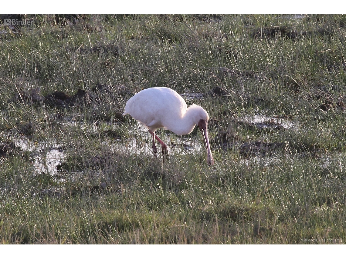 Platalea alba