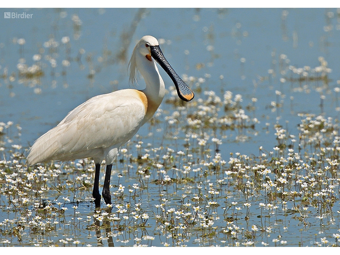 Platalea leucorodia