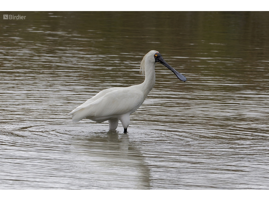 Platalea regia