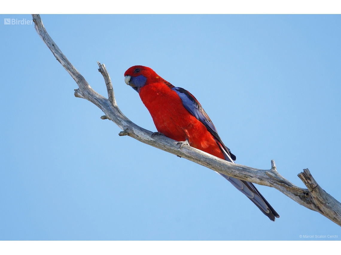 Platycercus elegans
